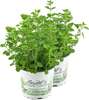 2x Majoran Origanum majorana, Kräuter Pflanze