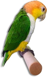 Vogelgaleria® Robuste Sitzstange aus Hartholz für große Nymphensittiche und Papageien. Selbst …